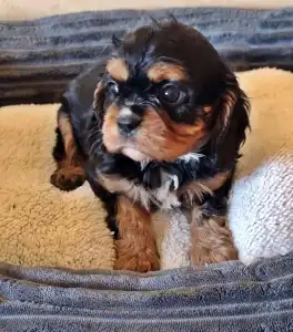 Cavalier King Charles Spaniel - Jaffa