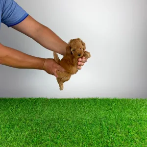 Caniche Toy - Smile