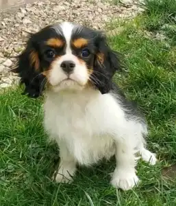 Cavalier King Charles Spaniel - Gerry