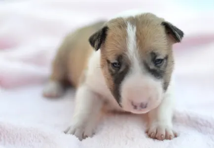 Bulterrier miniaturowy - Juno