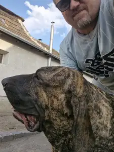 Fila Brasileiro - Hektor De Oro Puro