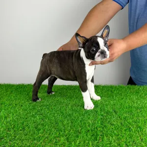 Boston Terrier - Doreen