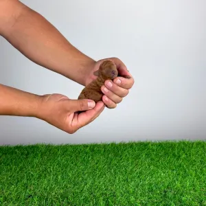 Caniche Toy - Crissie