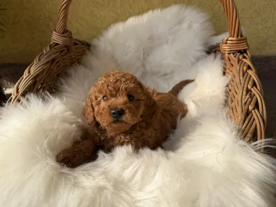 Trpasličí pudl - Goofy