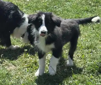 Border Collie - Generico 