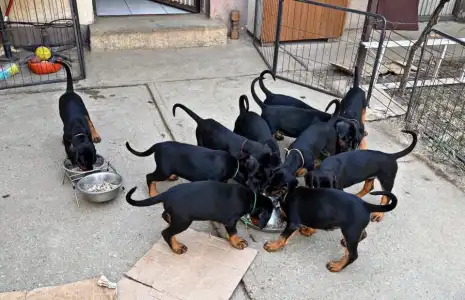 Dobermann - Kiara
