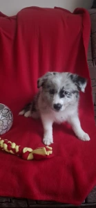 Border Collie - Erin