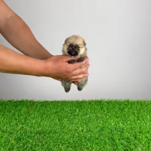 Pomeranski špic - Argo