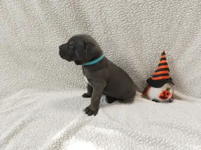 Cane Corso Italiano - Forza Di Diavolo Diego