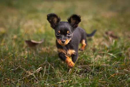 Russian Toy Terrier - Coco Chanel