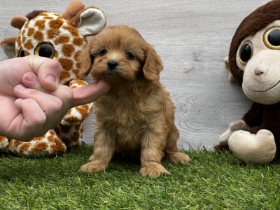 Cavapoo - Union Starlet