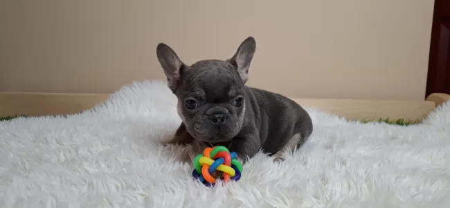 Bulldog francese - Alíz