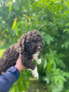 Romagna Water Dog - Ava