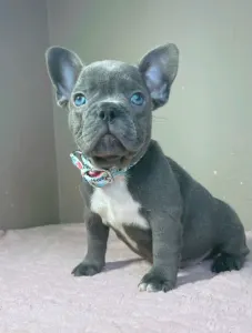 Buldog francuski - Armin