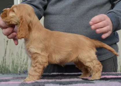 Angol Cocker spániel - Anney