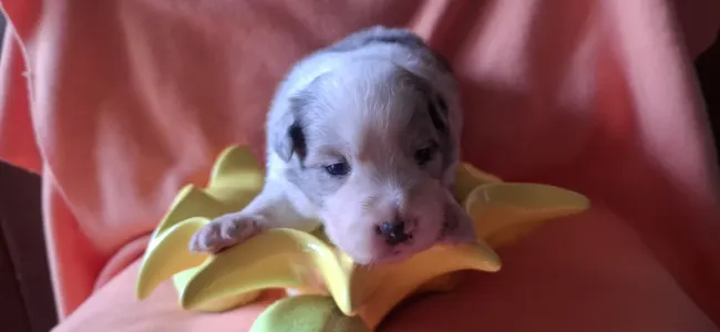 Border Collie - Frenklin