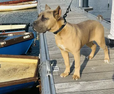 Cane Corso Italiano - Pannna