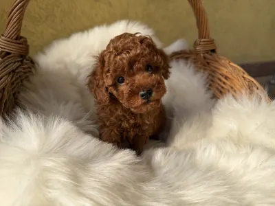 Trpasličí pudl - Gary