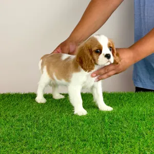 Cavalier King Charles Spaniel - Tissa