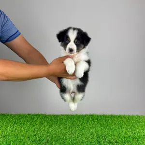 Australian Shepherd - Ventor