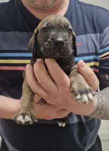 Fila Brasileiro - Jasmin, Joana, Jovana, Julieth