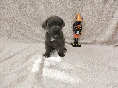 Cane Corso Italiano - Forza Di Diavolo Denise