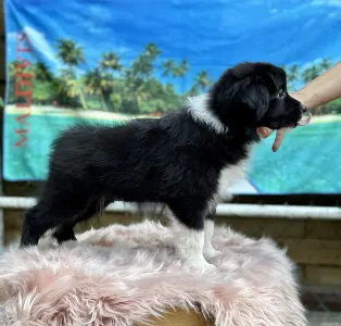 Border Collie - Orion Live Forever Pieces Of A Dream