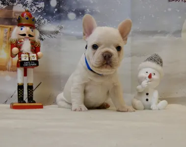 Bouledogue français - Thor