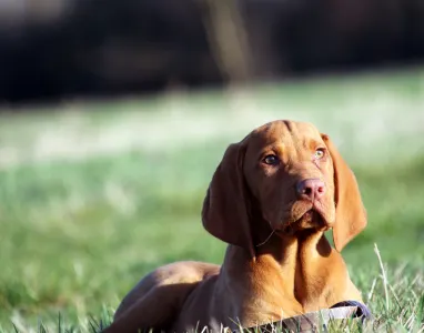 Kurzhaariger Ungarischer Vorstehhund - Pörgelóci Land Rover