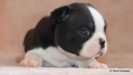 Boston Terrier - Mae Mae On Hold