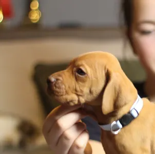 Hungarian Short-haired Vizsla - Lamborghini