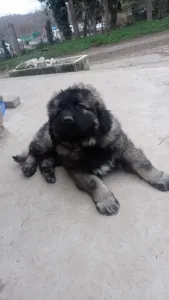 Caucasian Shepherd Dog - Cecil