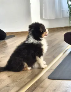 Australian Shepherd - Lujza