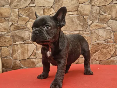 Französische Bulldogge - Dodó