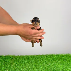 Jorkšírský teriér - Wickie