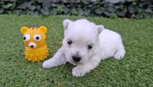 West Highland White Terrier - Agnes