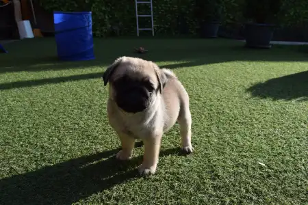 Papillon - Apple Of My Eye 