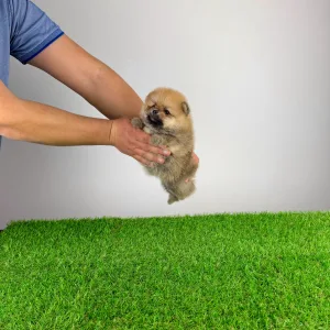 German Pomeranian Spitz - Sunkiss