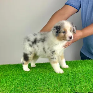 Australian Shepherd - Wolke 