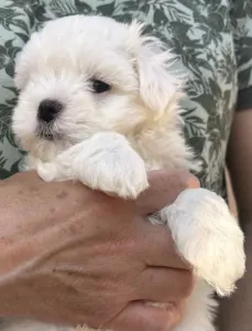 Maltese - Bruno