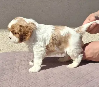 Cavalier King Čarles Španiel - Joker