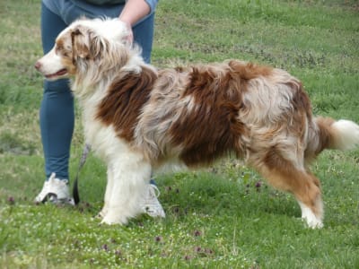 Australian Shepherd - Candybelldream Cognac