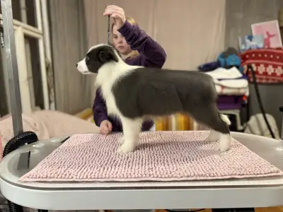 Border Collie - Fading Blue