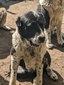Cane da pastore dell'Asia centrale - Vagiza Iz Zamka Larisi