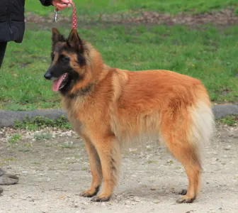 Belgischer Schäferhund - De La Terre Sauvage