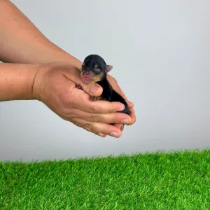 Yorkshire Terrier - Volt