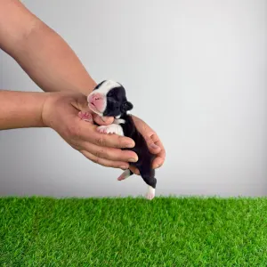 Boston terier - Gambolo