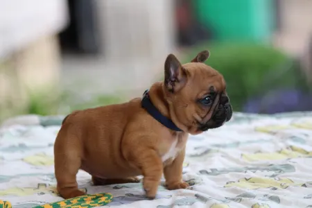 Französische Bulldogge - Usagi