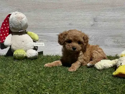 Cavapoo - Ellie