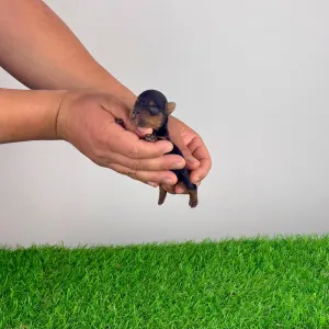 Yorkshire Terrier - Wichtel